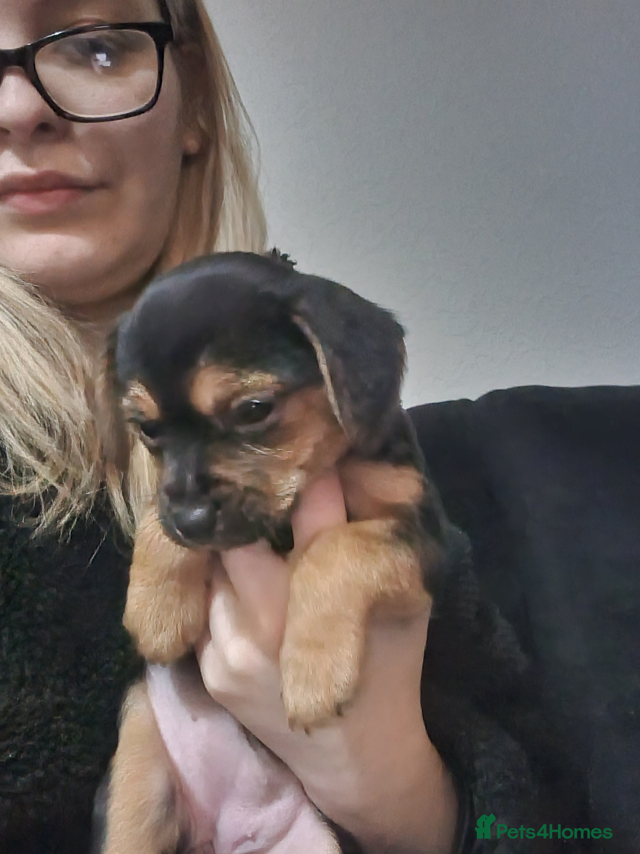 Jack Russell dogs 9 week old Girl Jack Russell  - Advert 4