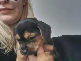 Jack Russell dogs 9 week old Girl Jack Russell - Advert 4