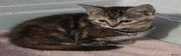 Mixed Breed cats for sale: Gorgeous Kittens ready now!!! - Advert 8
