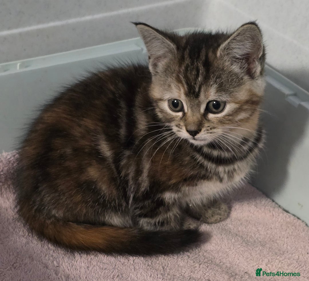 Mixed Breed cats for sale: Gorgeous Kittens ready now!!! - Advert 8