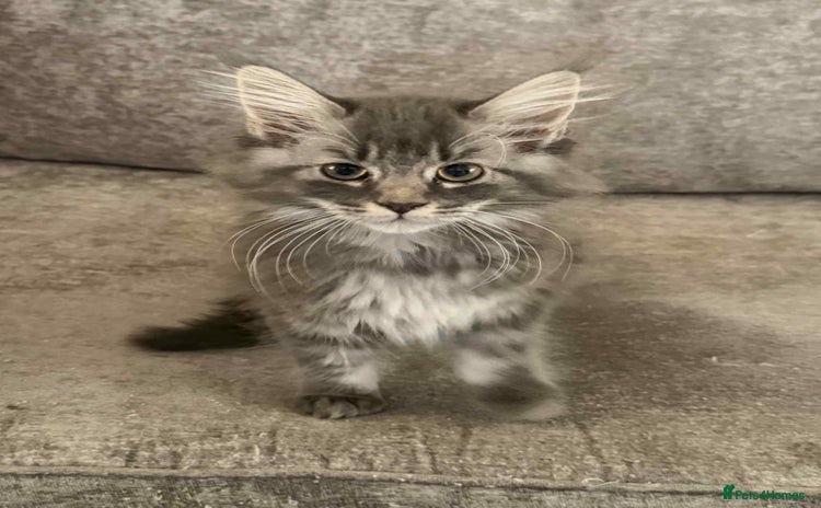 Maine Coon cats 1 female Maine coons ready to leave now  - Advert 14