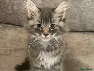 Maine Coon cats 1 female Maine coons ready to leave now - Advert 14