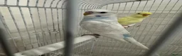 Budgerigars birds for sale: Baby Budgies for sale - Advert 7