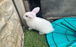 Lionhead rabbits for sale: Lionhead bunnies  - Image 22