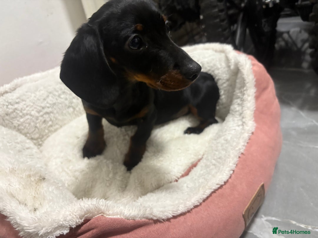 Dachshund dogs for sale: kc black and tan girl  - Image 1