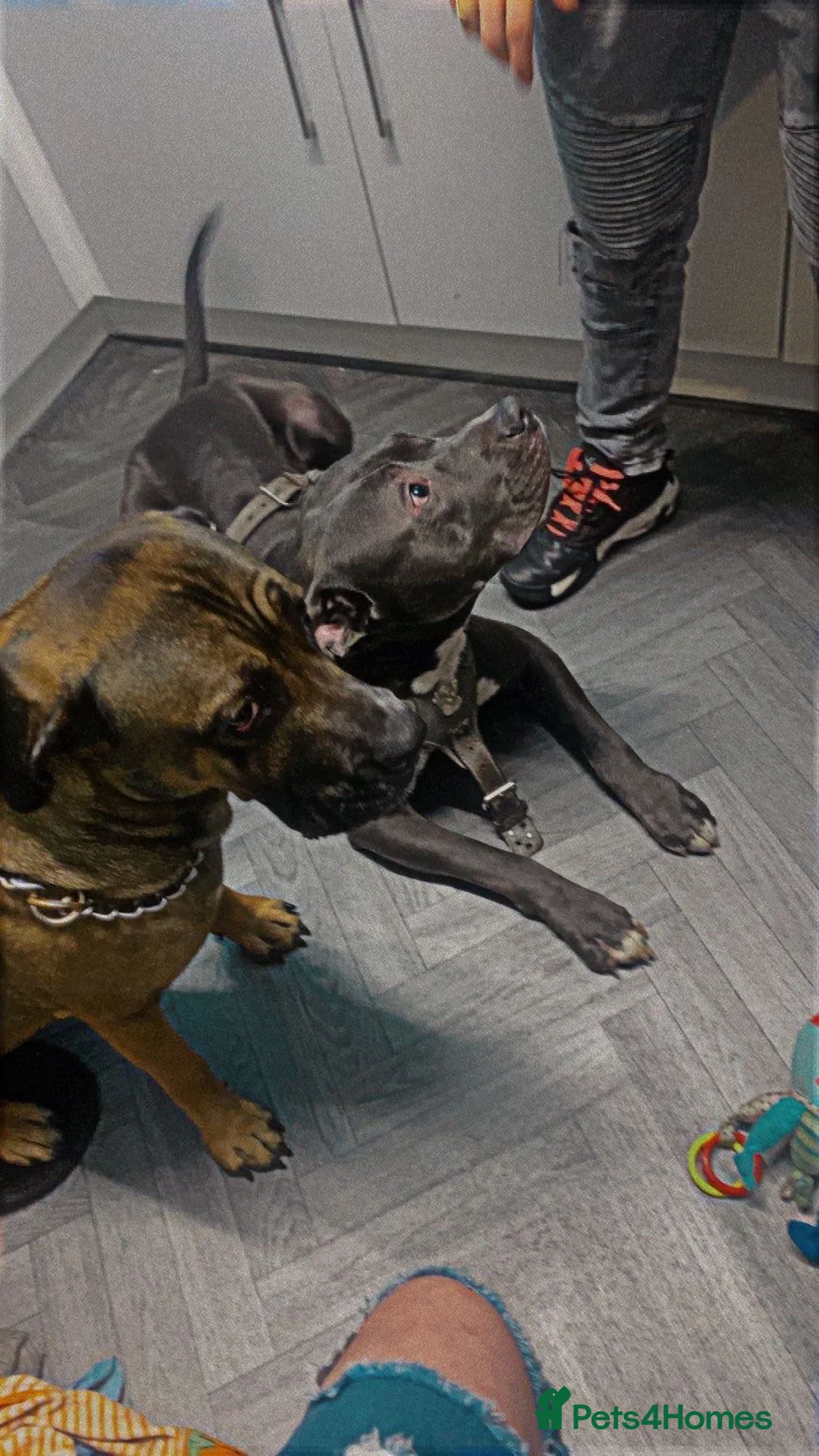 Mixed Breed dogs for sale: Blue male prezza cross staffie - Advert 2