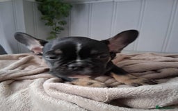 French Bulldog dogs for sale: 4 beautiful French Bulldog  - Advert 9