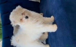 Bichon Frise dogs for stud: kc registered bichon frise for stud in Southampton - Image 7