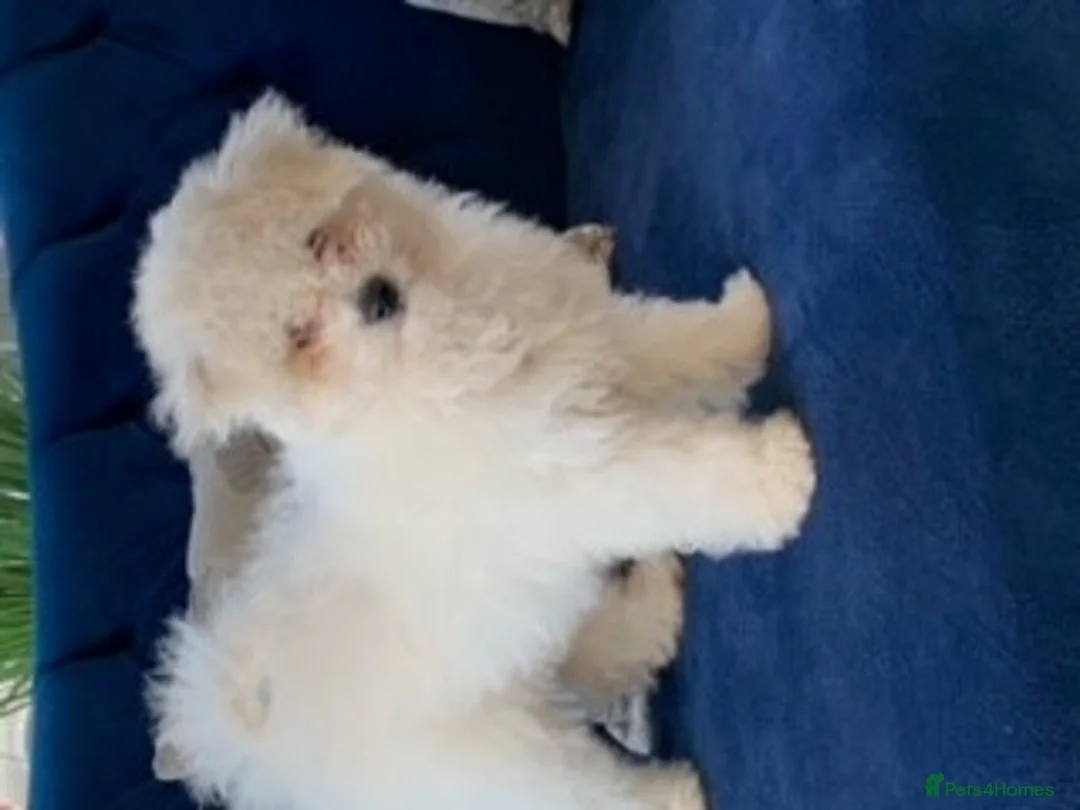 Bichon Frise dogs for stud: kc registered bichon frise for stud in Southampton - Advert 7