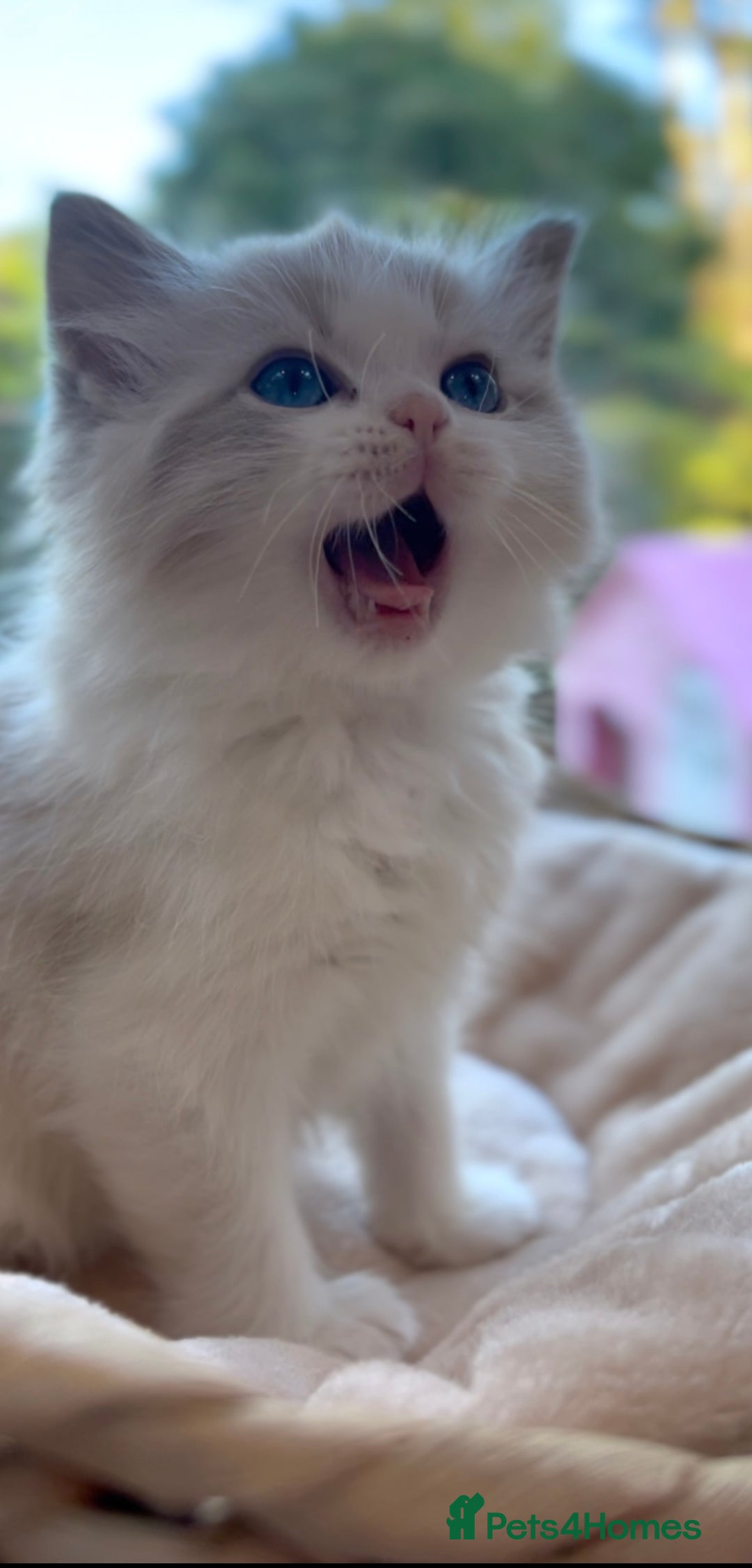 Ragdoll cats for sale: GCCF Registered. Grand Champion Bloodlines. - Advert 22