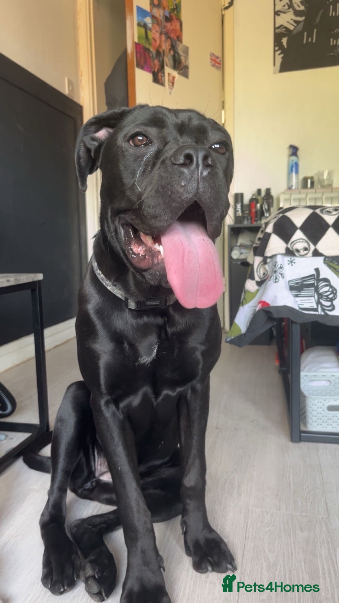 Cane Corso dogs Female cane corso - Advert 4