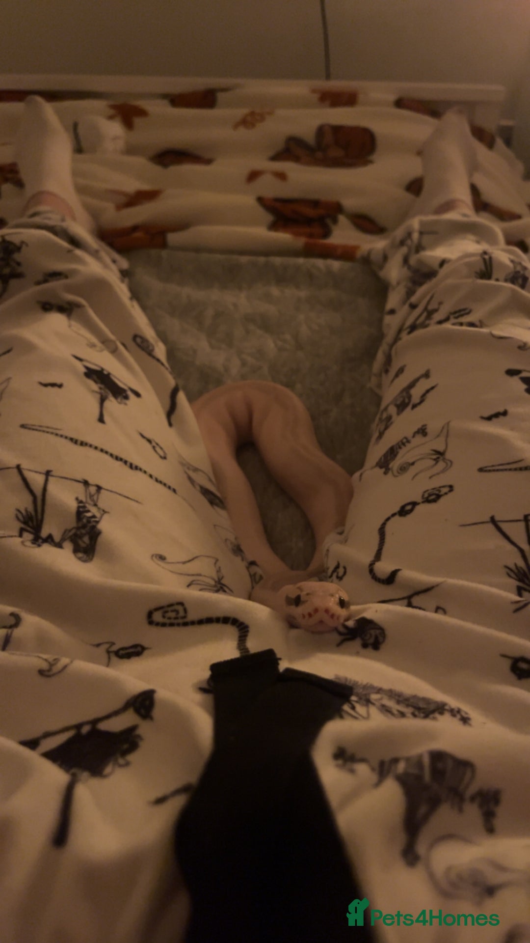 Python Snake reptiles for sale: Super lemon pastel highway ball python  - Advert 6