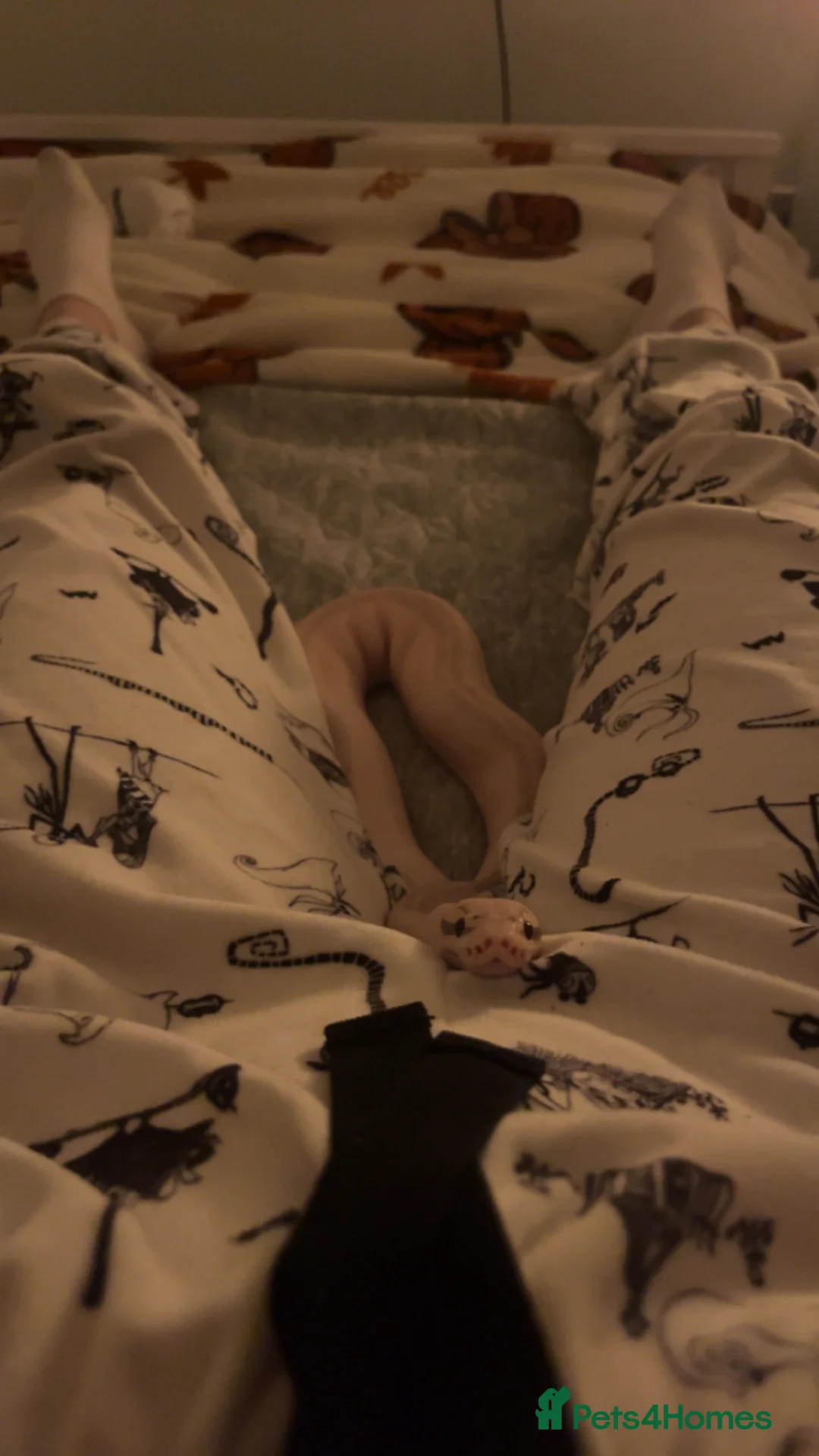 Python Snake reptiles for sale: Super lemon pastel highway ball python  - Advert 6