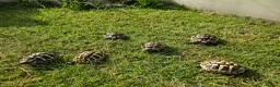 Hermann Tortoise reptiles for sale: Hermann Tortoise almost 3 years old (wildling) - Advert 9
