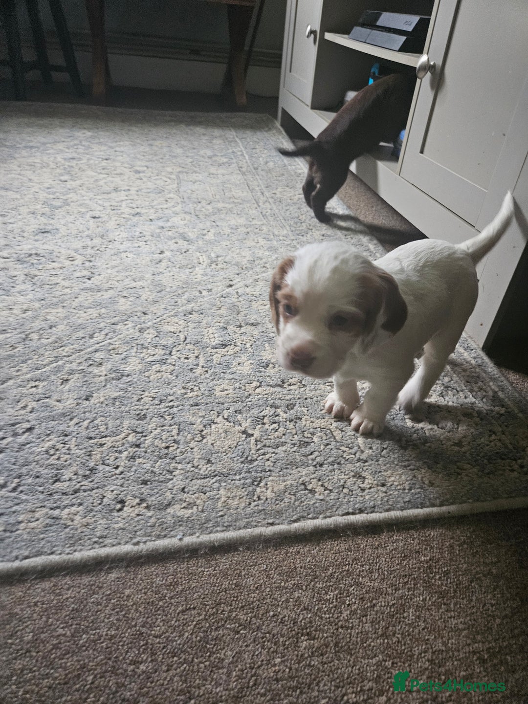 Cocker Spaniel dogs for sale: KC Working Cocker Spaniel Puppies - Advert 16