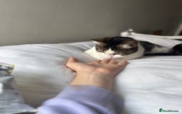 British Shorthair cats for sale: Both together  - Image 11
