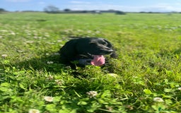 Sprocker dogs for sale: 9 month old Sprocker - Charlie - Image 2