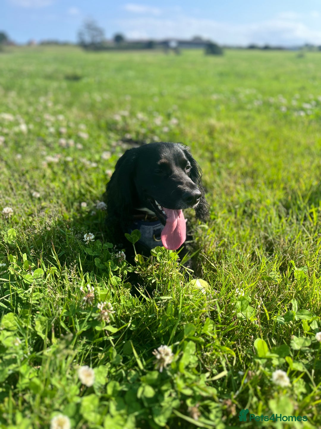 Sprocker dogs for sale: 9 month old Sprocker - Charlie - Image 2