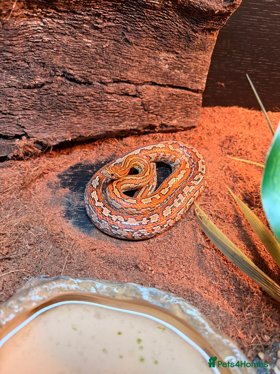 Corn Snake reptiles for sale: Friendly Corn Snake and full set up - Advert 1