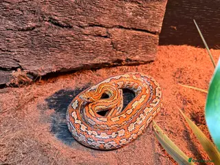 Corn Snake reptiles Friendly Corn Snake and full set up - Advert 1