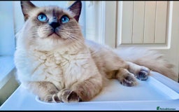 Ragdoll cats for sale: Lovely Ragdoll looking for lovely family - Advert 31