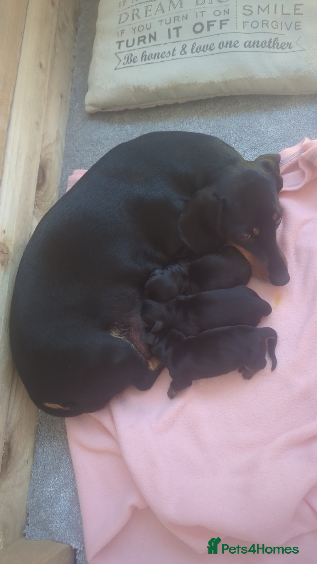 Miniature Dachshund dogs for sale: Miniature Dachshund Puppies   in Pontefract - Image 22