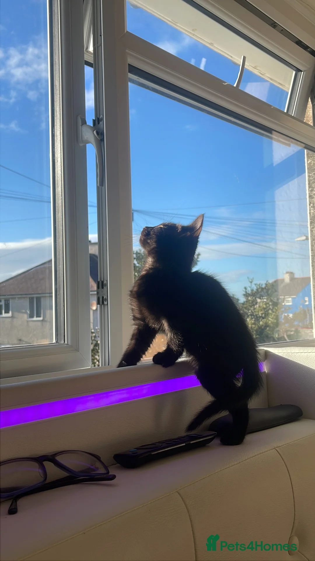 Bombay cats for sale: One Bombay female kitten left. in Menai Bridge - Advert 3