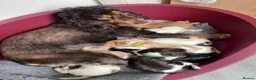 Cocker Spaniel dogs for sale: Show Cocker Spaniel Puppies for sale - Advert 1