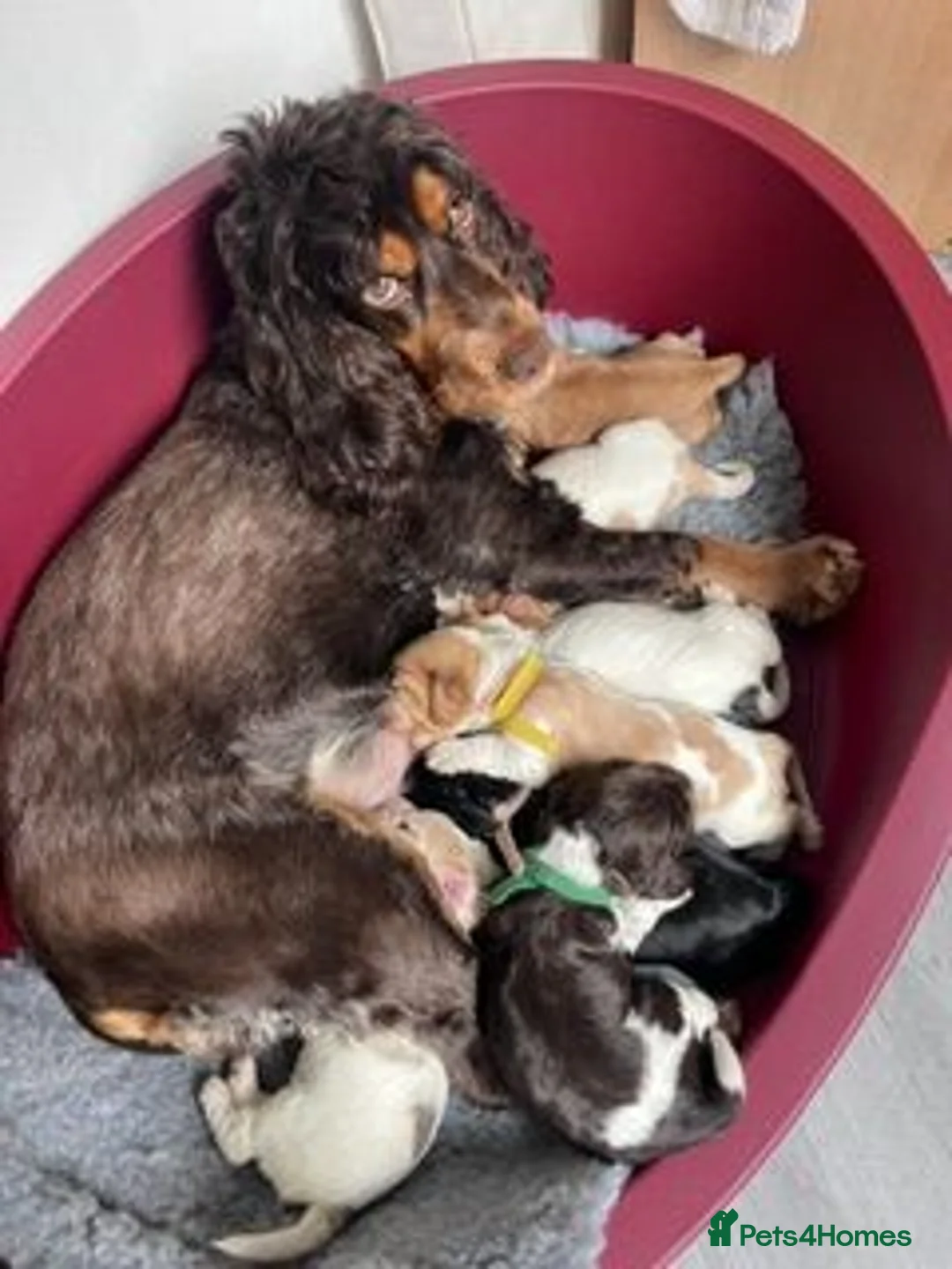 Cocker Spaniel dogs for sale: Show Cocker Spaniel Puppies for sale - Advert 1