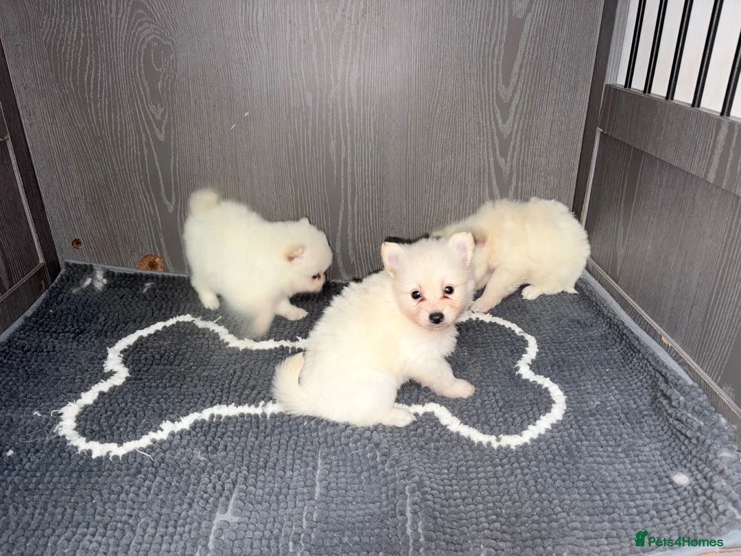 Japanese Spitz dogs for sale: Japanese Spitz  - Advert 2