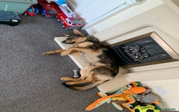 German Shepherd dogs for sale: Duke - German shepherd puppy  - Image 4