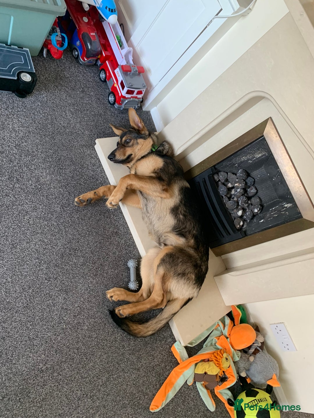 German Shepherd dogs for sale: Duke - German shepherd puppy  - Image 4
