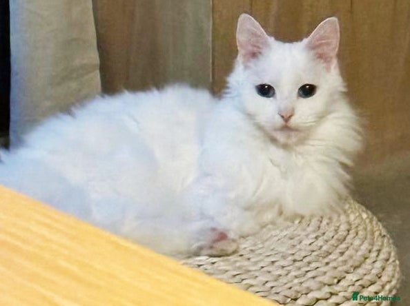 Turkish Angora cats Meet Princess —cat for a calm, loving home - Advert 1