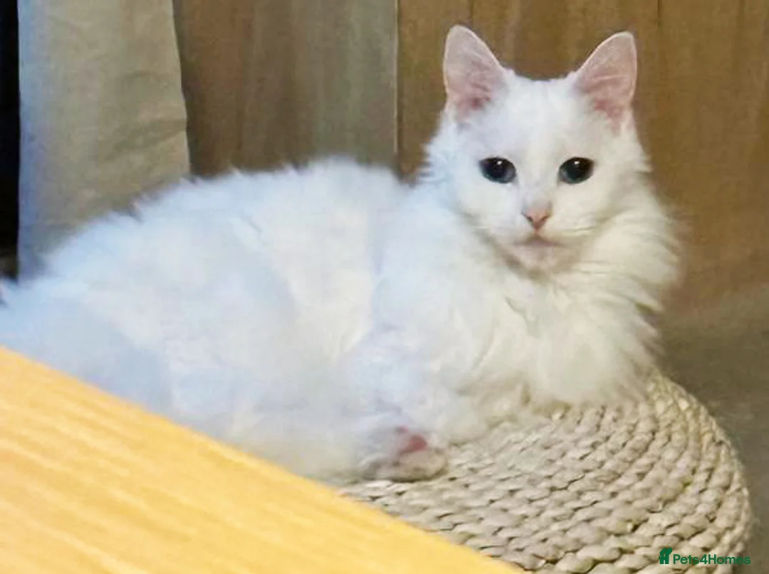 Turkish Angora cats for sale: Meet Princess —cat for a calm, loving home - Advert 1