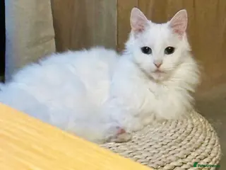 Turkish Angora cats Meet Princess —cat for a calm, loving home - Advert 1