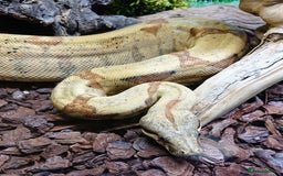 Boa Snake reptiles for sale: Hog Island boa and full double level custom set up - Image 1