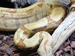 Boa Snake reptiles - Advert 1