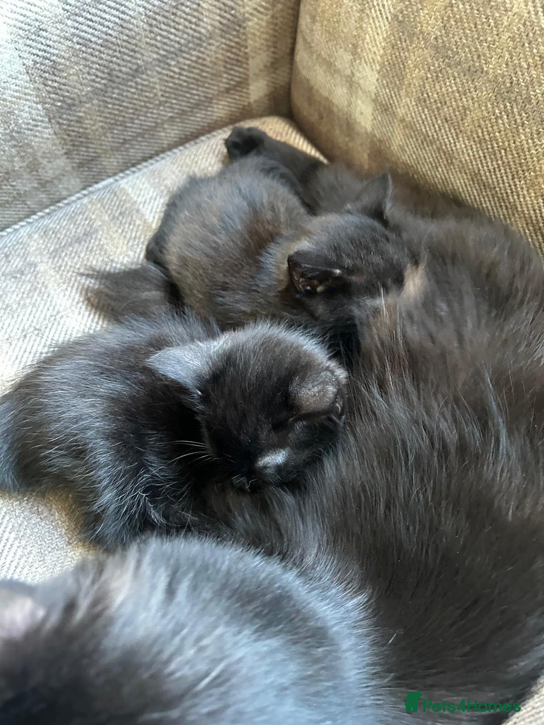 Ragdoll cats for sale:  2half Ragdoll and half domesticshorthair for sale - Advert 3