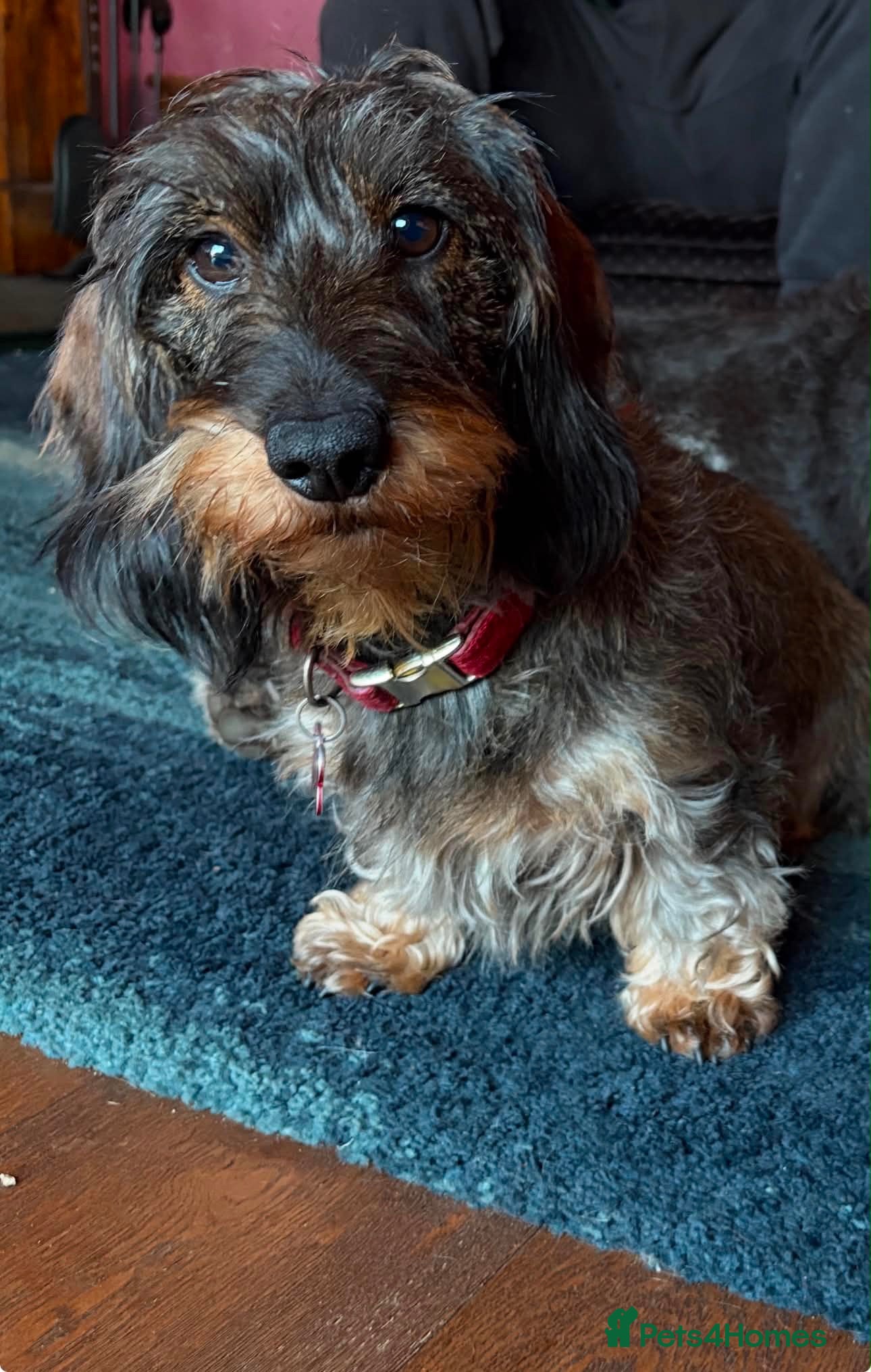 Dachshund dogs Wire haired dachshunds - Advert 2