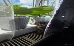 Mixed Breed cats for sale: Three lovely kittens are looking for forever home - Image 26