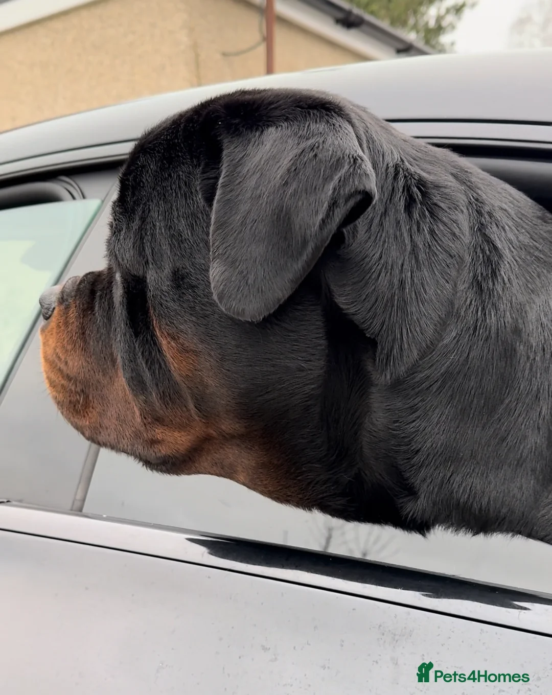 Rottweiler dogs for stud: HUGE HEALTH TESTED STUD - 0/0 hips 0/0 elbows in Bedford - Advert 7