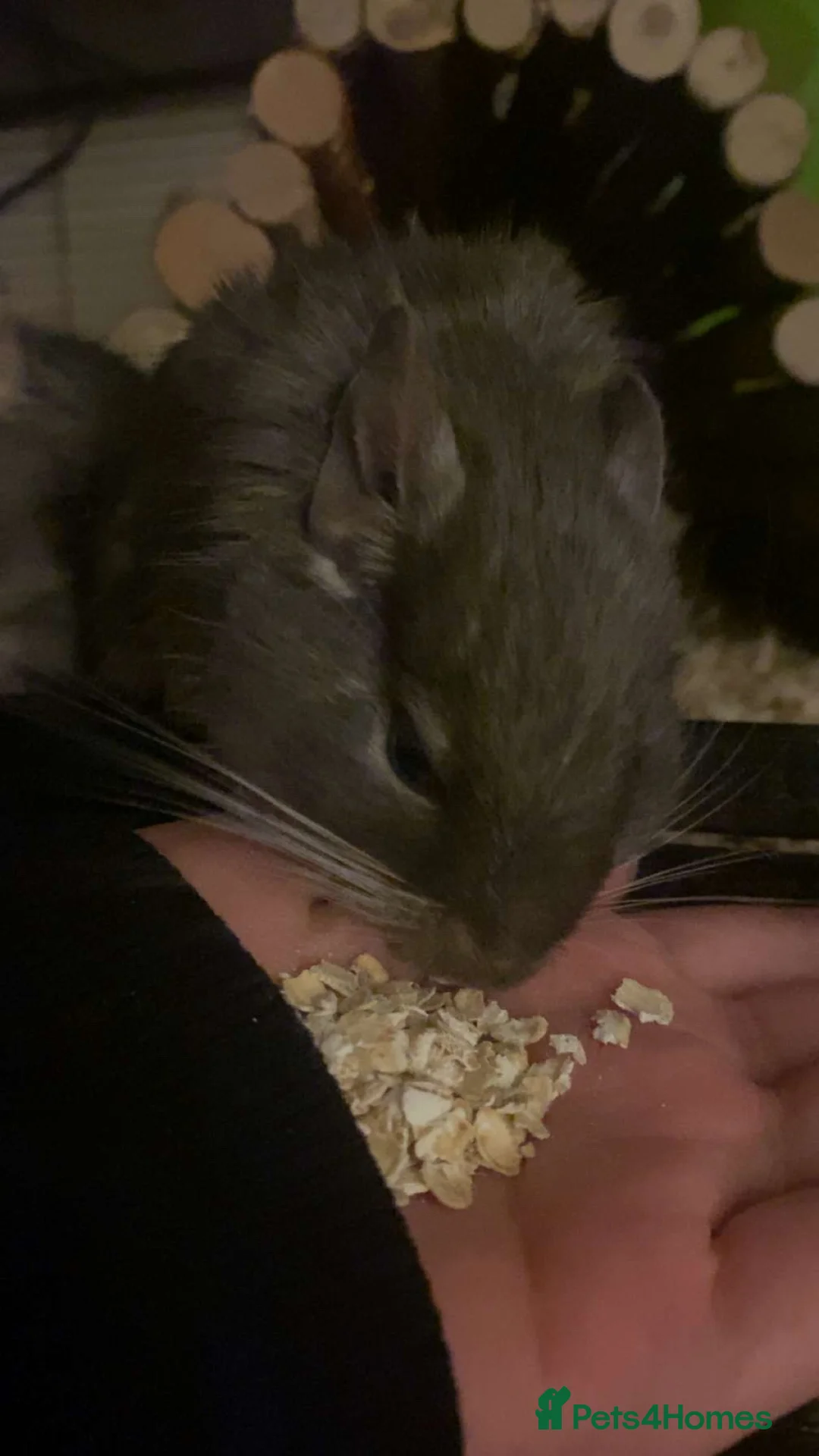 Degus rodents for sale: 2 Male Degus - Advert 5