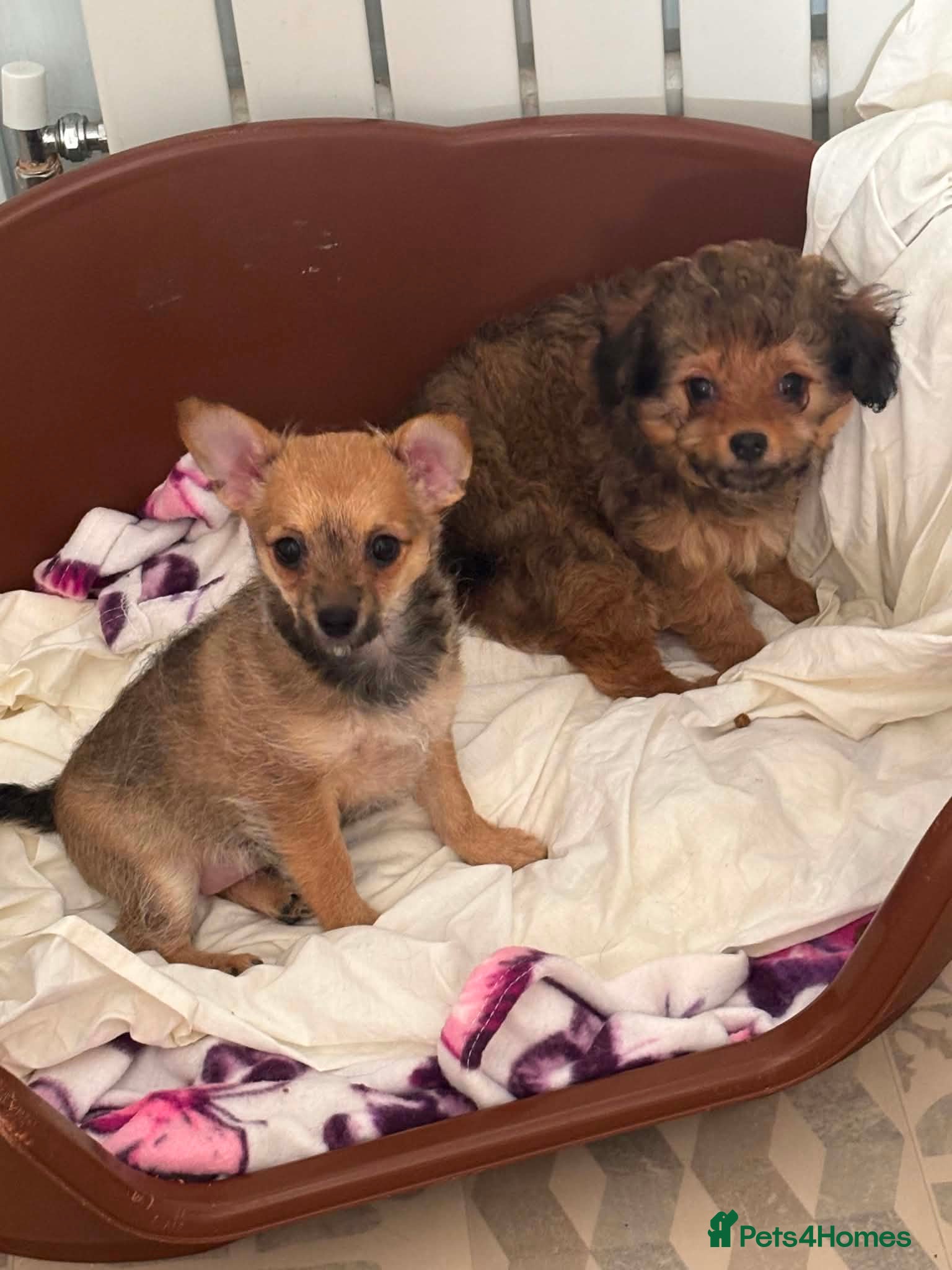 Chipoo dogs Adorable F1 Chipoo Girls Ready Now.  - Advert 8