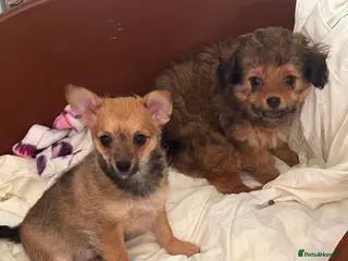Chipoo dogs Adorable F1 Chipoo Girls Ready Now. - Advert 8