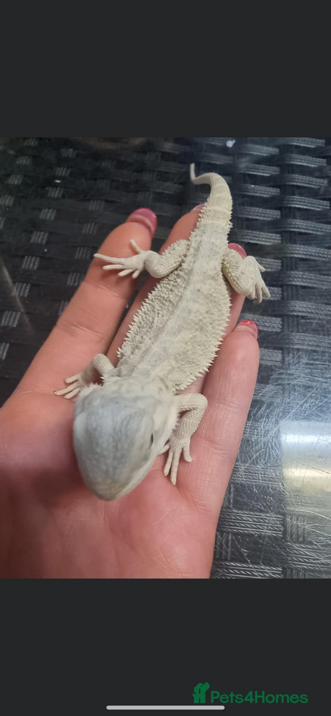 Bearded Dragon reptiles for sale: Gorgeous bearded dragon.  - Advert 24