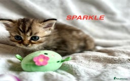 Persian cats for sale: **LAST ONE** Stunning pure Persian Kittens PKD Neg - Image 23