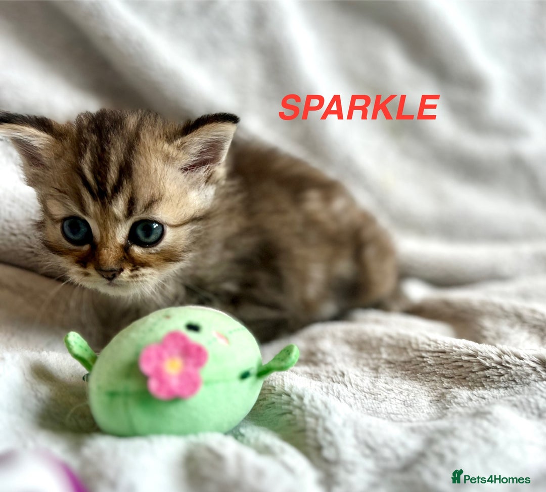 Persian cats for sale: **LAST ONE** Stunning pure Persian Kittens PKD Neg - Image 23