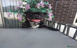 Mixed Breed dogs for stud: STAFFORDSHIRE BULL TERRIER MIX FOR STUD - Image 7