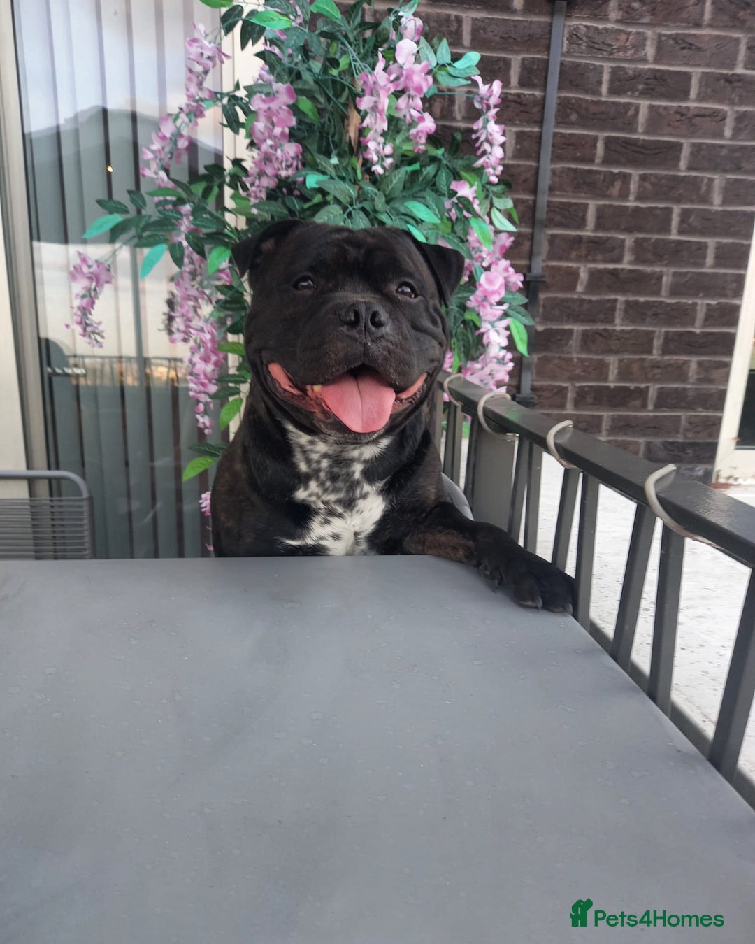 Mixed Breed dogs for stud: STAFFORDSHIRE BULL TERRIER MIX FOR STUD - Image 7