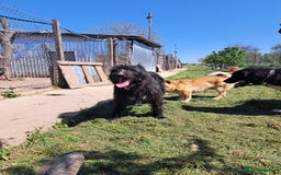 Mixed Breed dogs for adoption: SANDRA, a superb young girl - for a Loving Home - Image 7